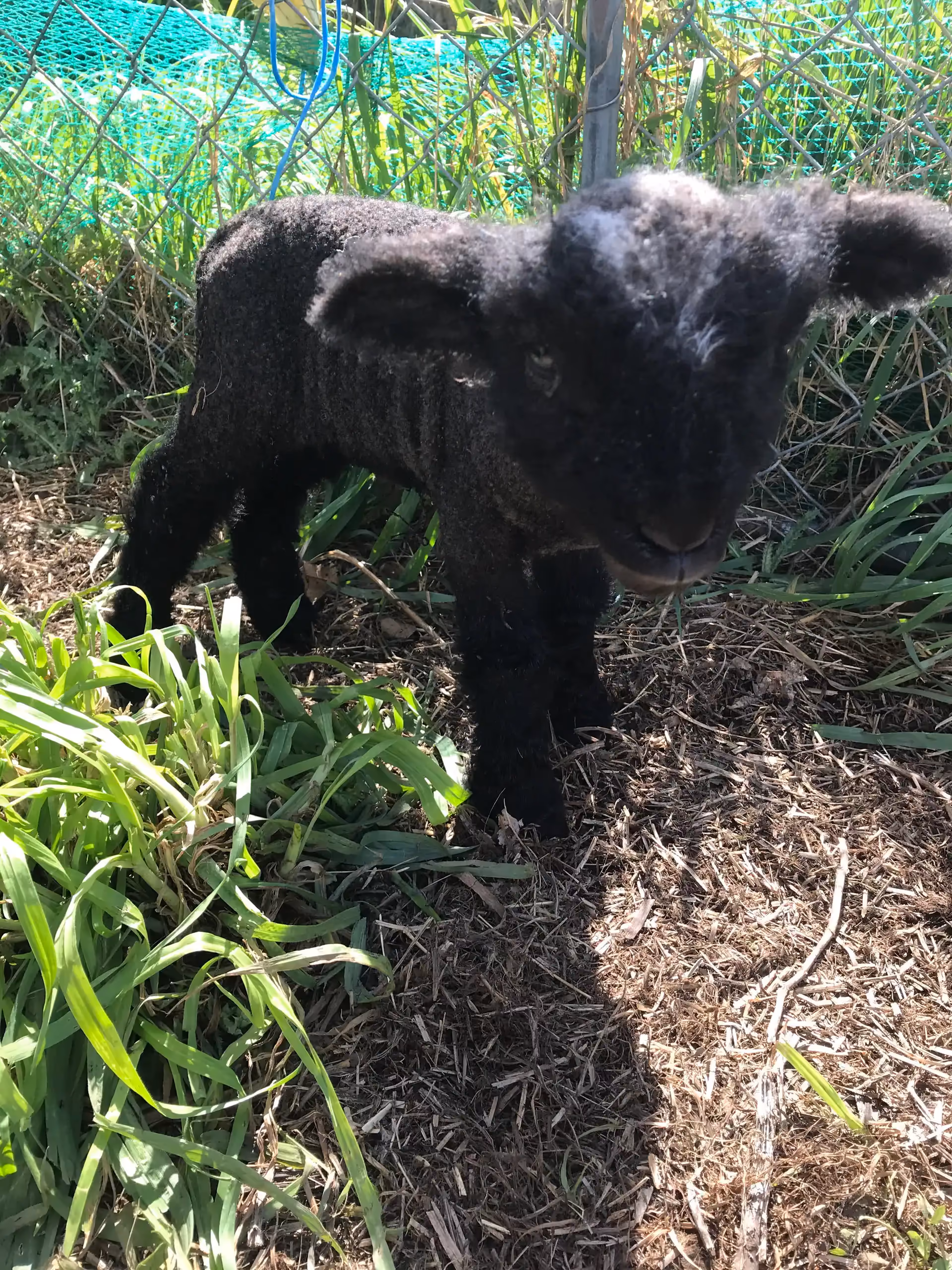 Baby lamb on the farm