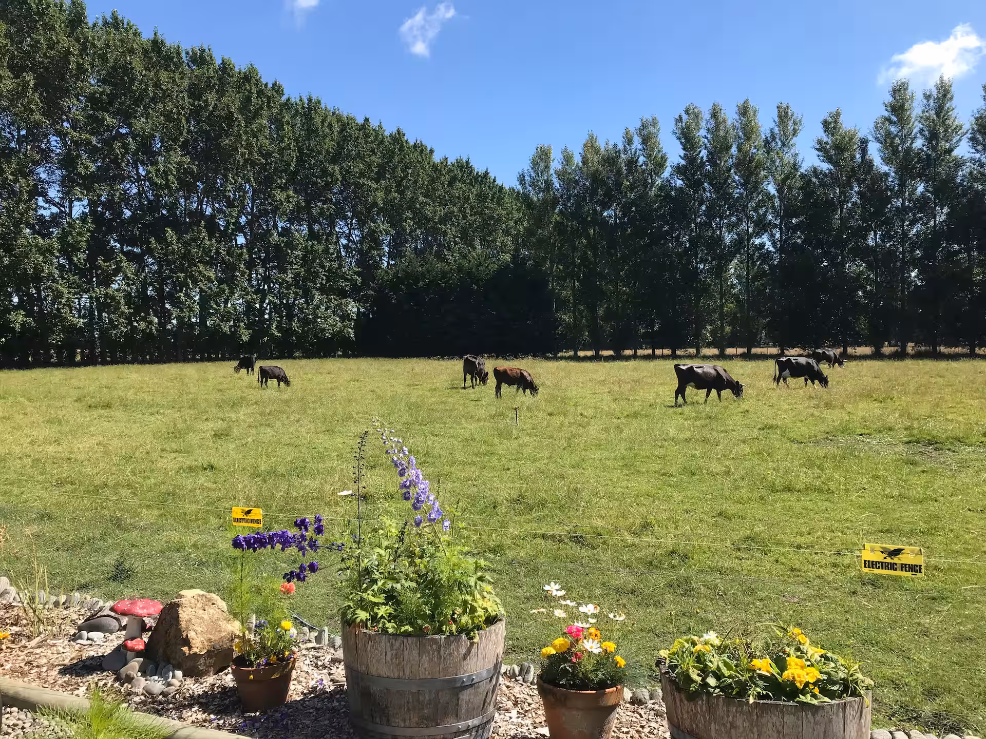 Garden with cows grazing